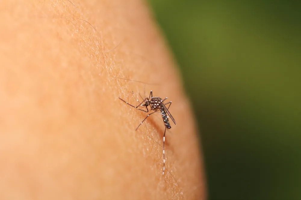 Bonus Verde: l’agevolazione per installare un impianto antizanzare con nebulizzazione ad acqua